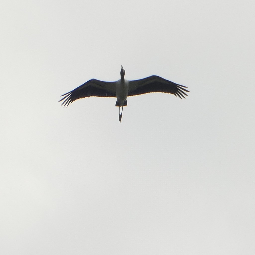 Wood Stork - ML354091101
