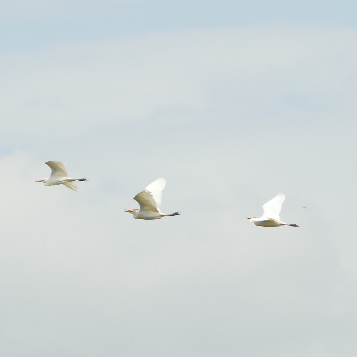 Western Cattle-Egret - ML354091191