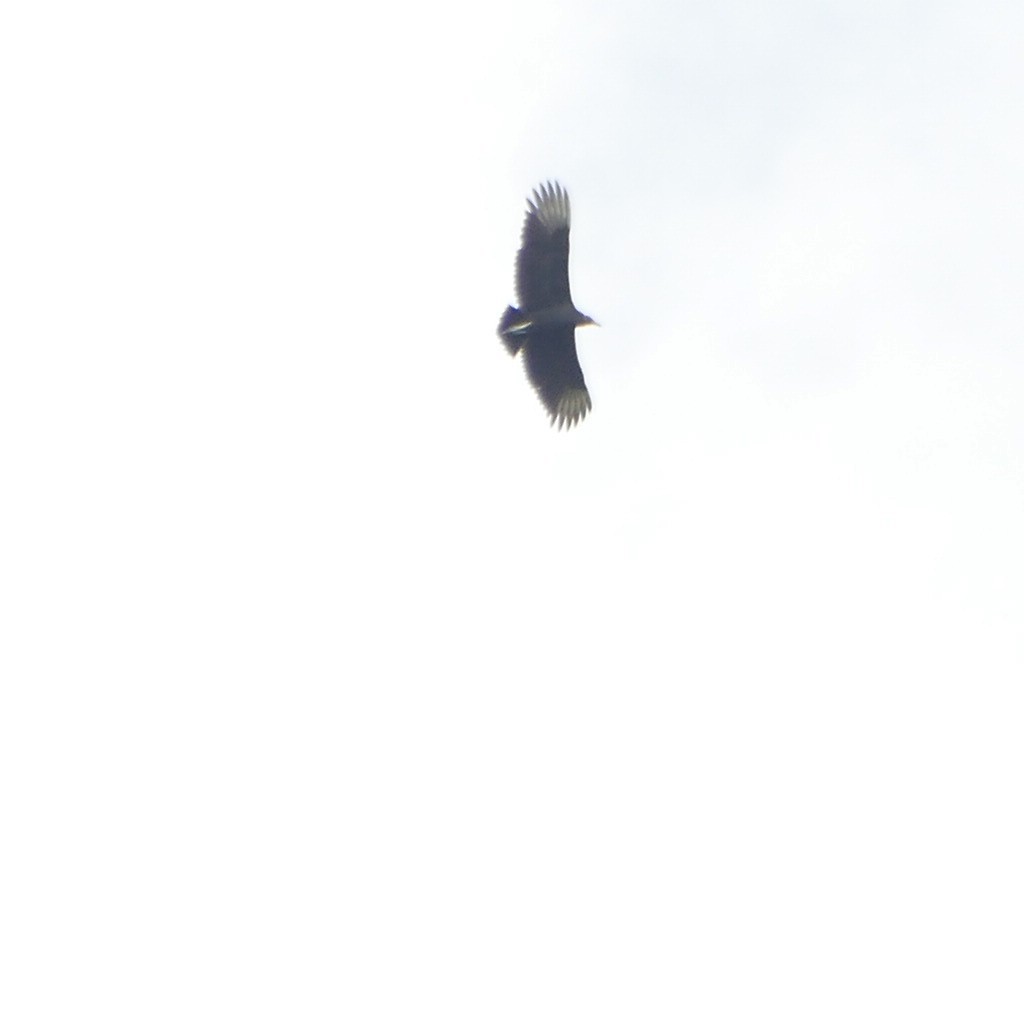Black Vulture - ML354091211