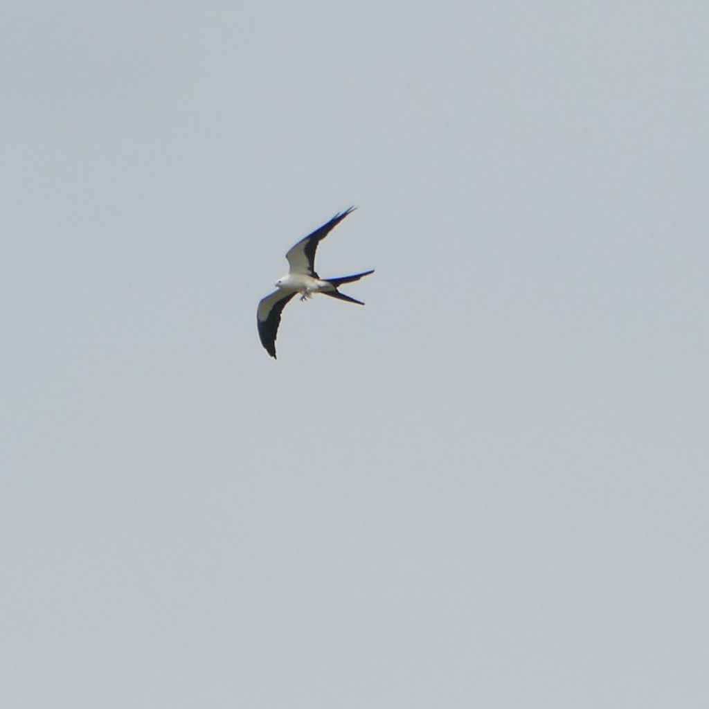 Swallow-tailed Kite - ML354091241