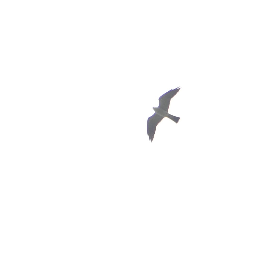 Mississippi Kite - ML354091271