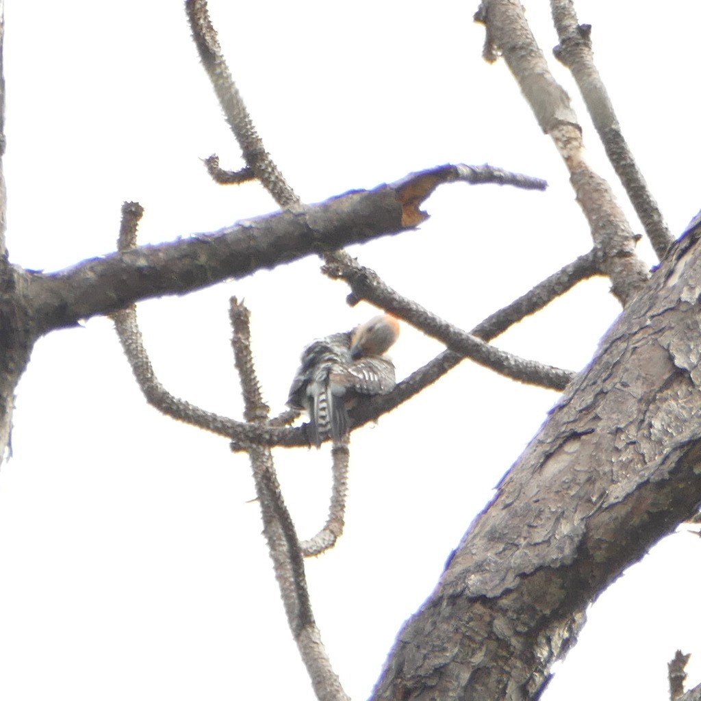 Red-bellied Woodpecker - ML354091281