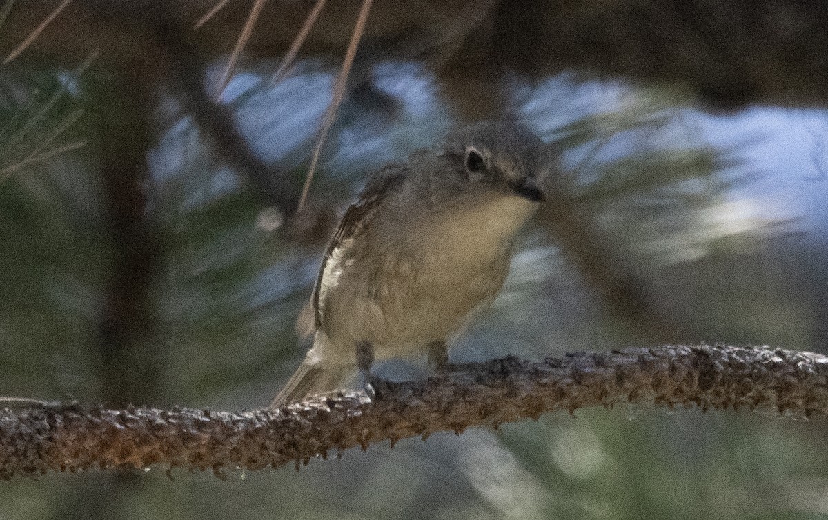 Cassin's Vireo - ML354091511