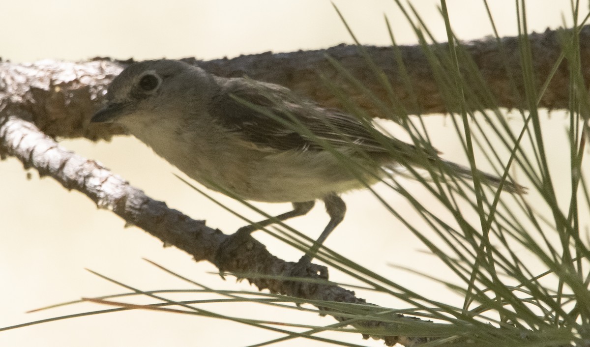 Cassin's Vireo - ML354091531