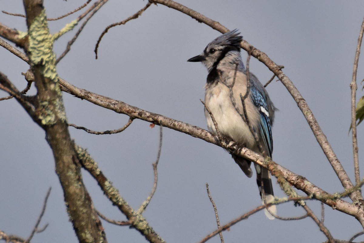 Blue Jay - Derek Hudgins