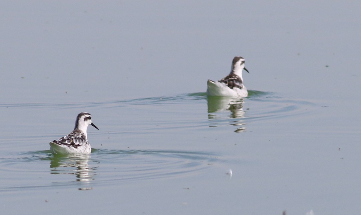 Круглоносый плавунчик - ML35409211