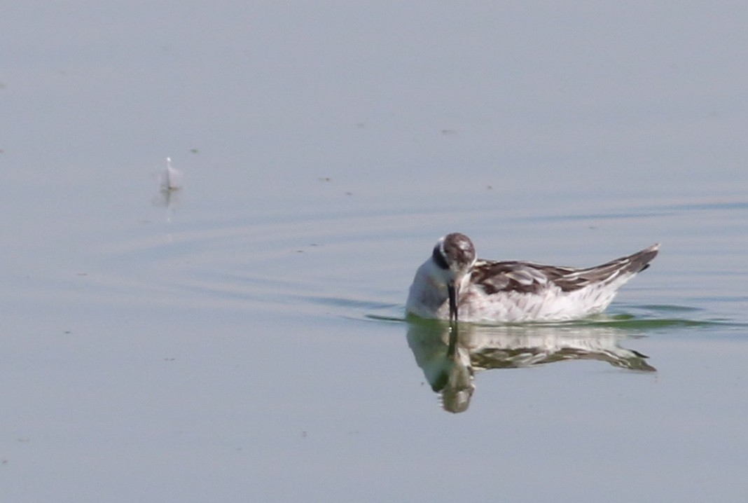 Круглоносый плавунчик - ML35409221