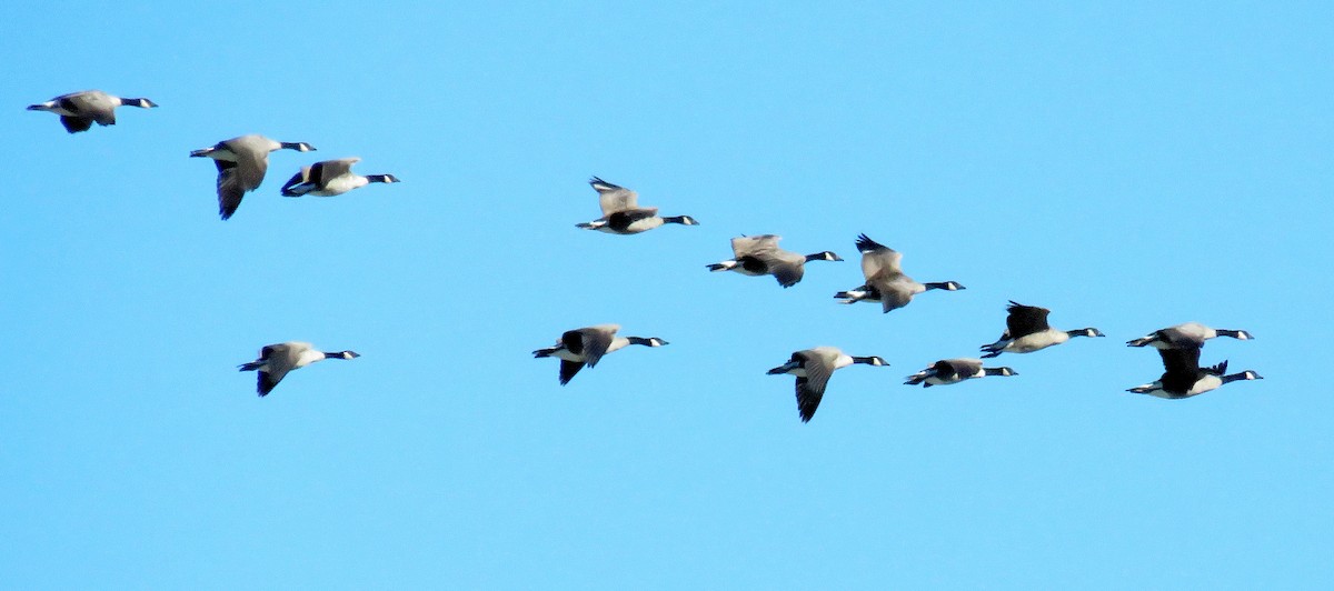 Canada Goose - ML35409251