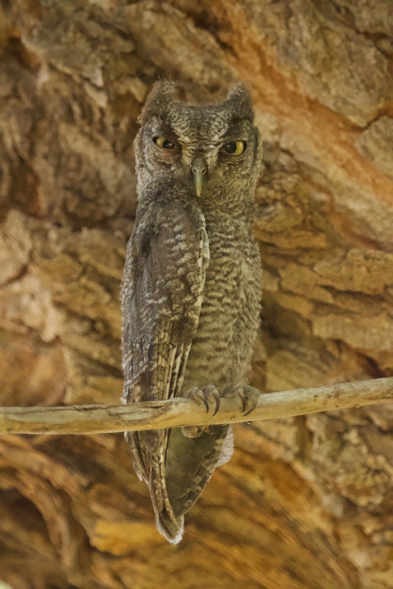 Western Screech-Owl - ML354094191