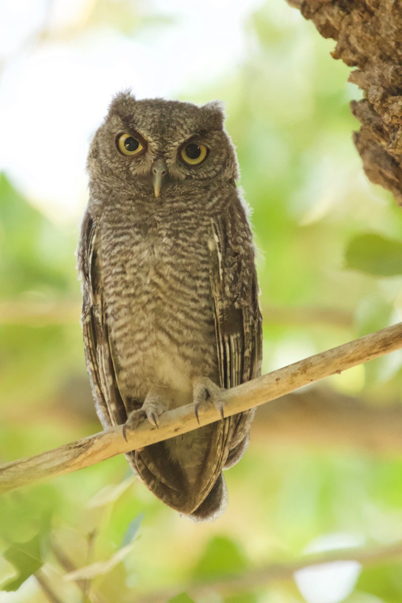 Western Screech-Owl - ML354094731