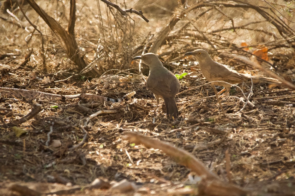 Curve-billed Thrasher - ML354095351