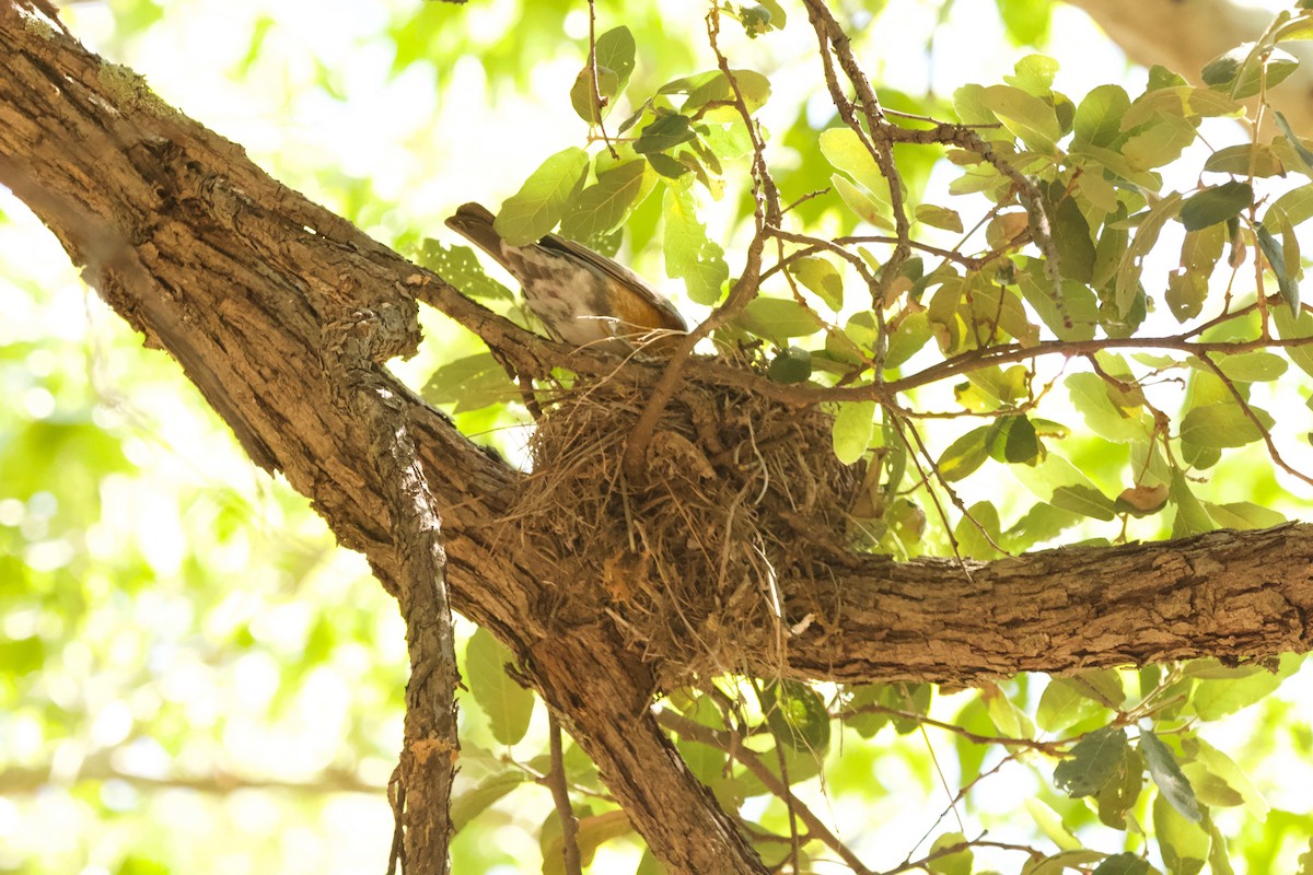 American Robin - ML354096351