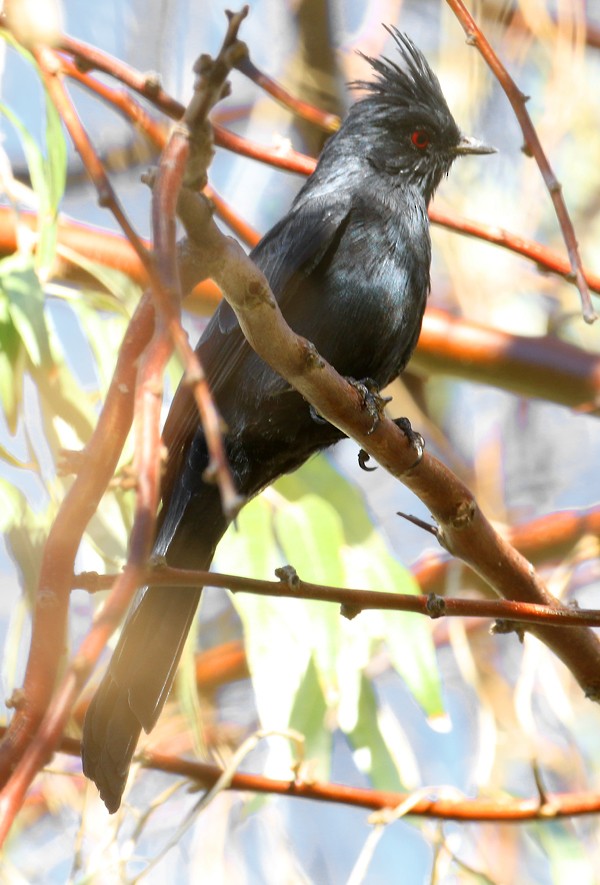 Phainopepla - Ed Thomas