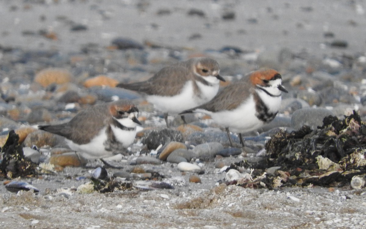 Two-banded Plover - ML354097191
