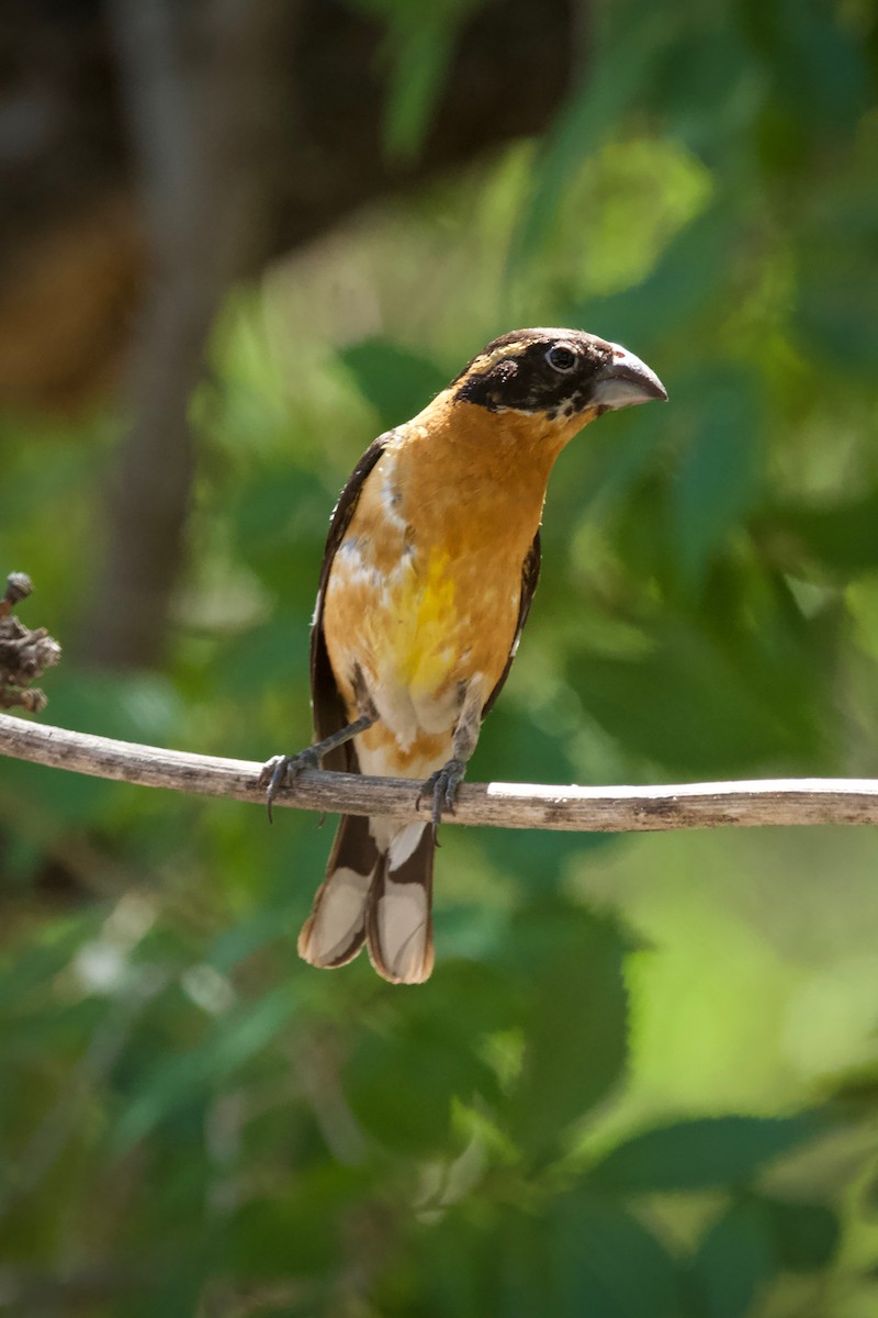 Black-headed Grosbeak - ML354097451