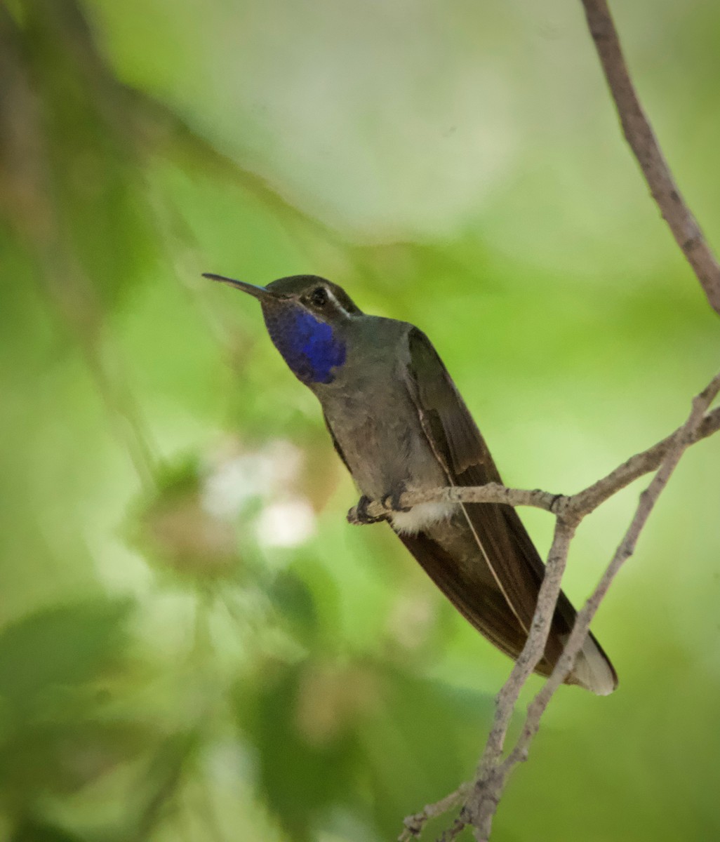 Blue-throated Mountain-gem - ML354098471