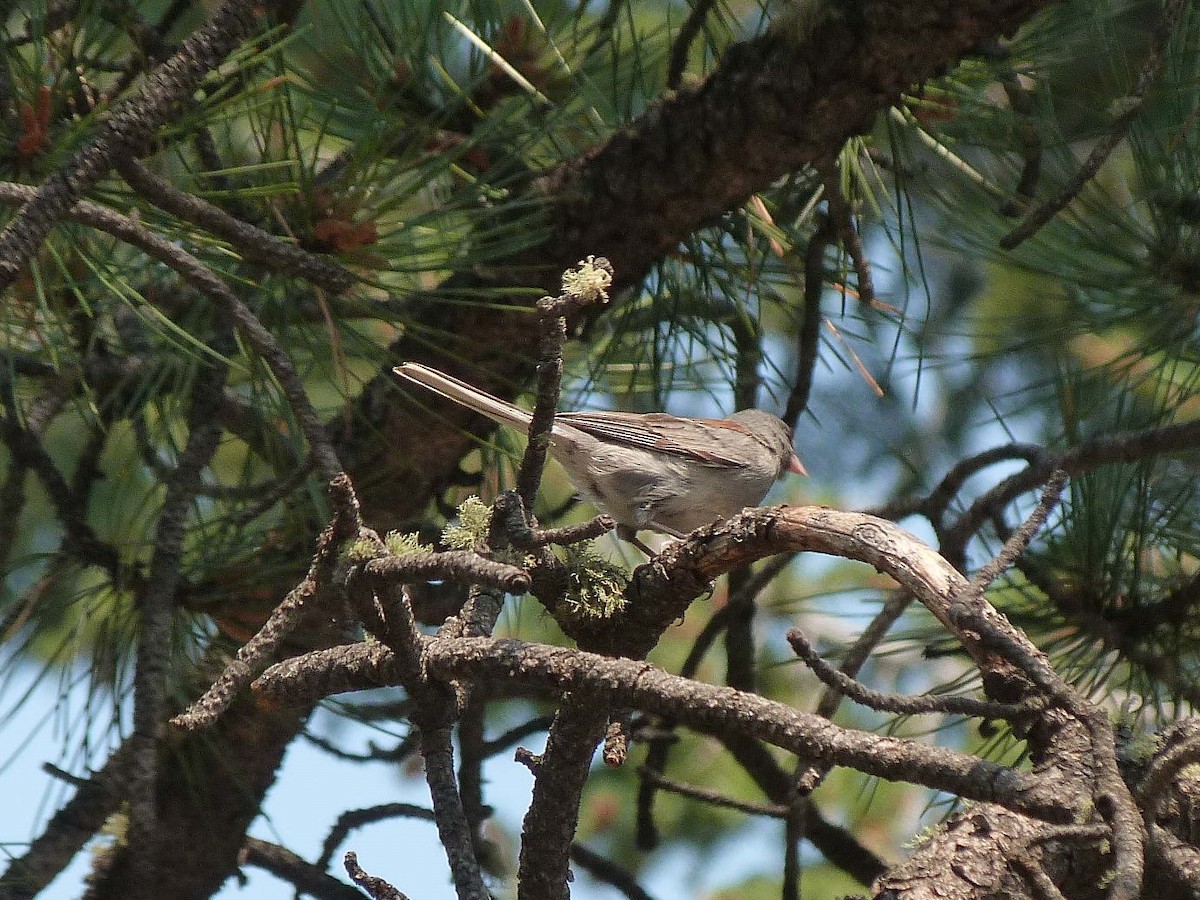 ユキヒメドリ（caniceps） - ML354100521