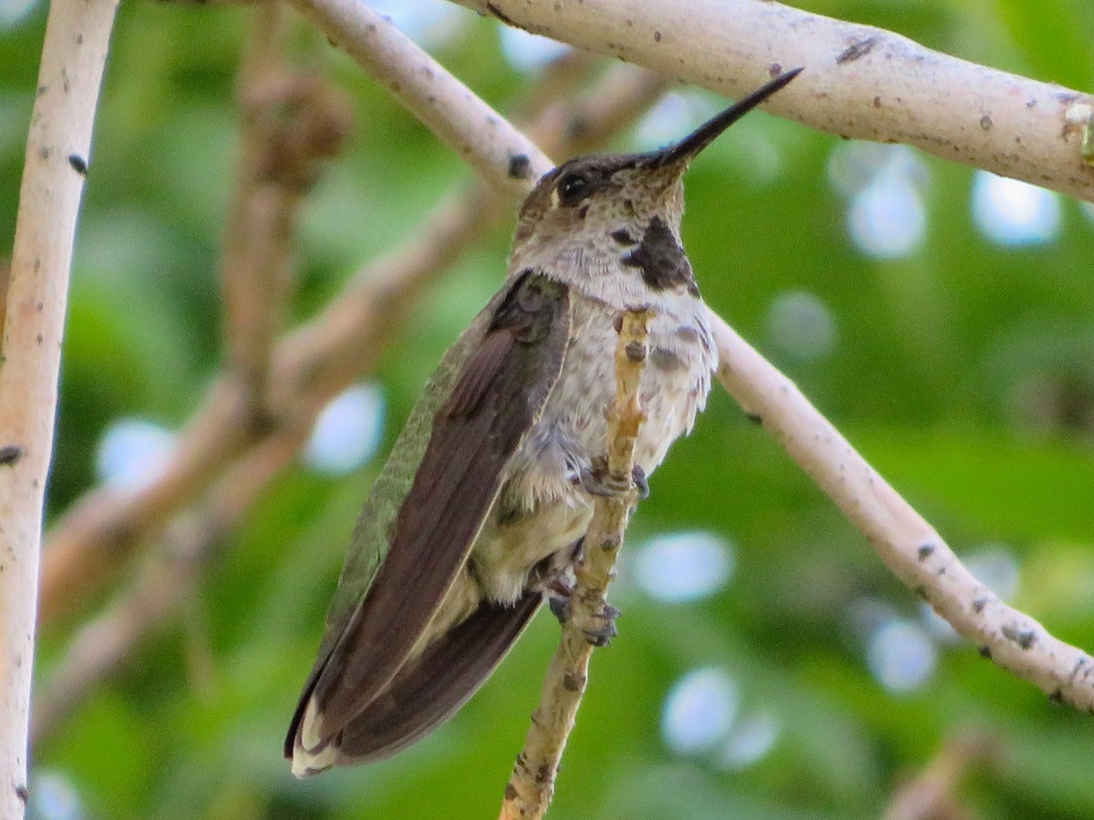 Anna's Hummingbird - ML354102811