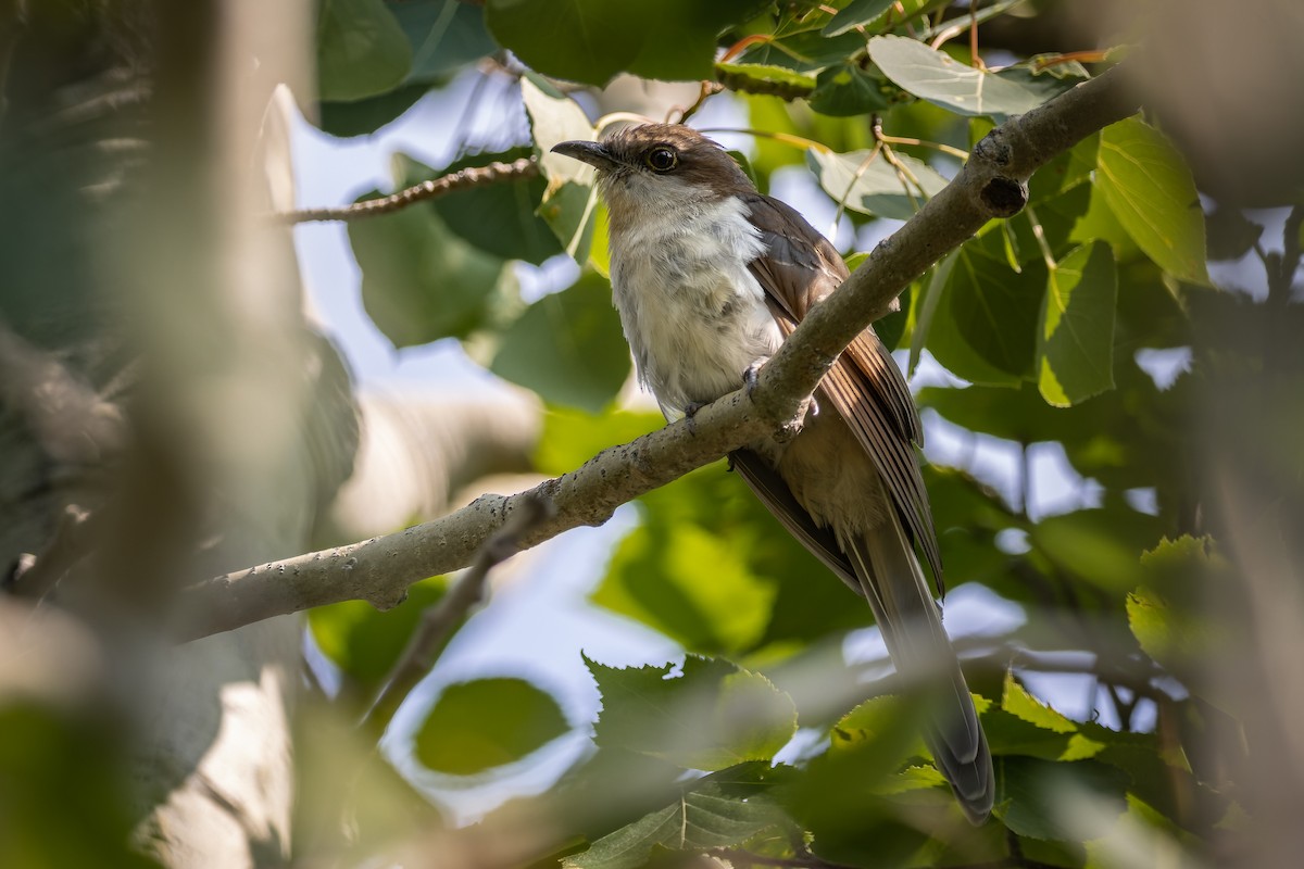 Black-billed Cuckoo - ML354103001