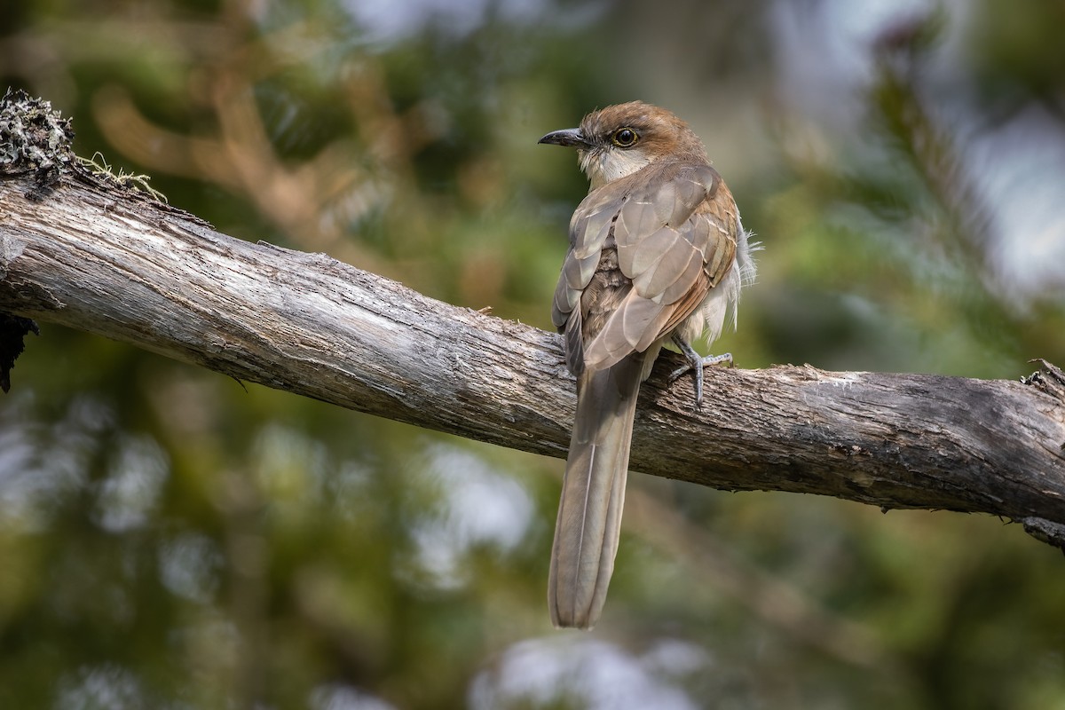 Black-billed Cuckoo - Frédérick Lelièvre