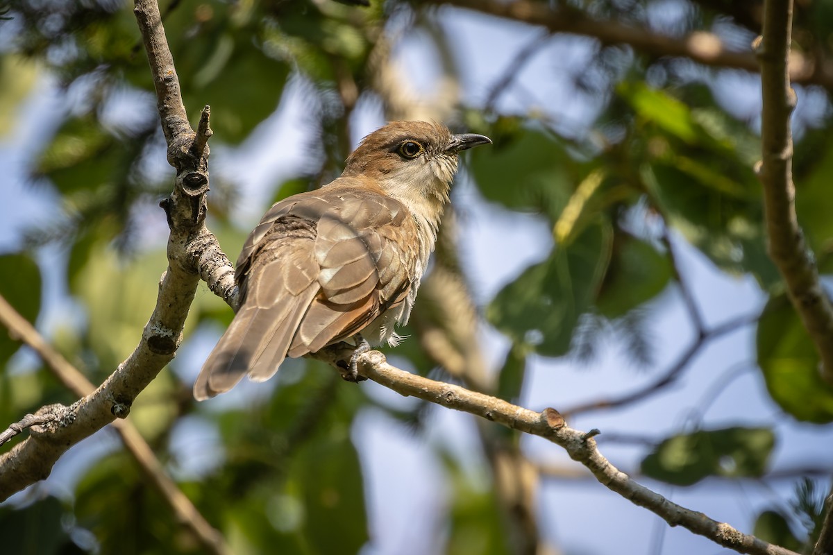 Black-billed Cuckoo - ML354103051