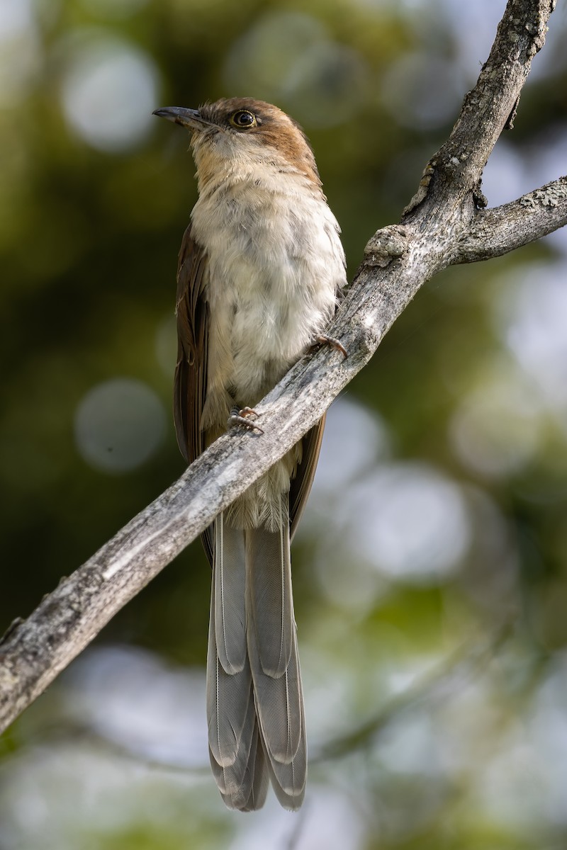 Black-billed Cuckoo - Frédérick Lelièvre