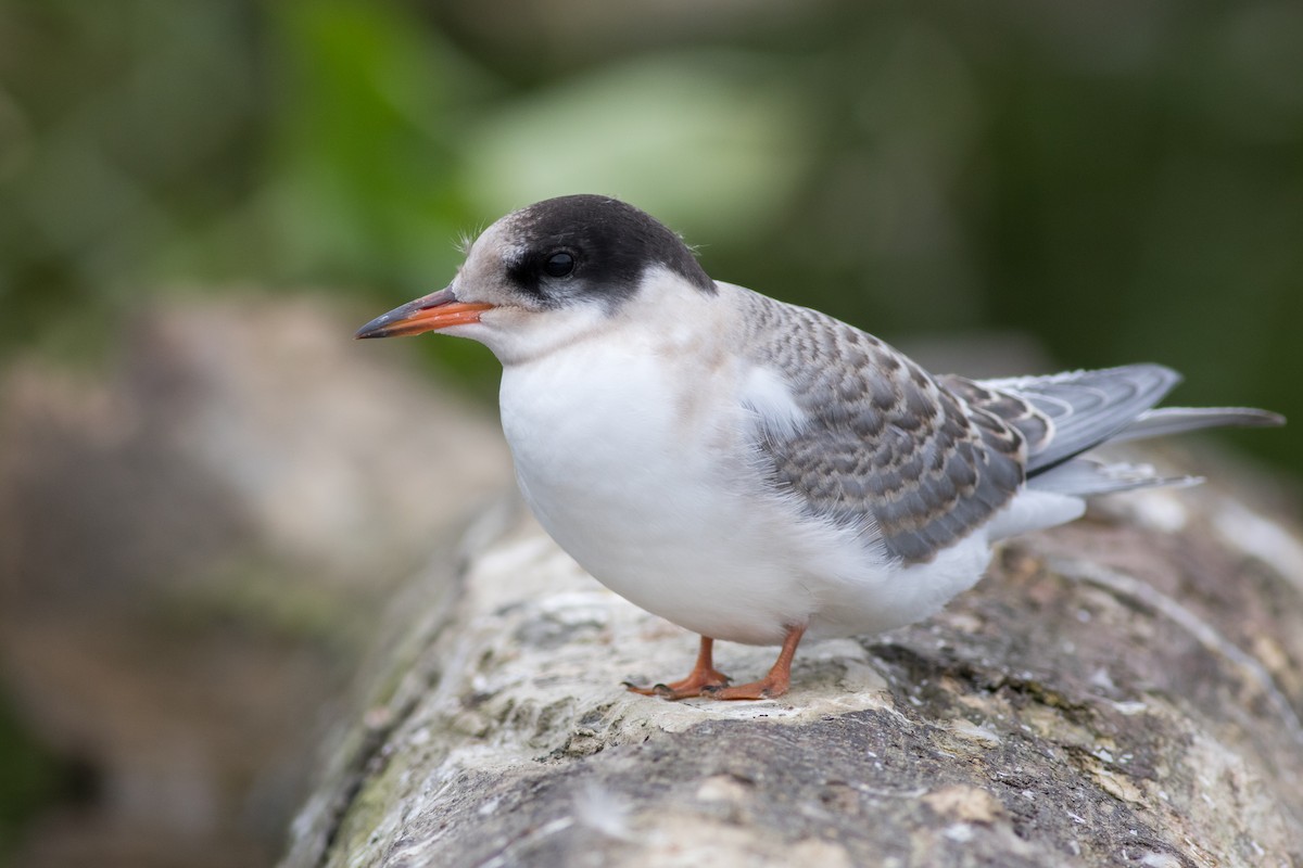 Arctic Tern - Evan Griffis