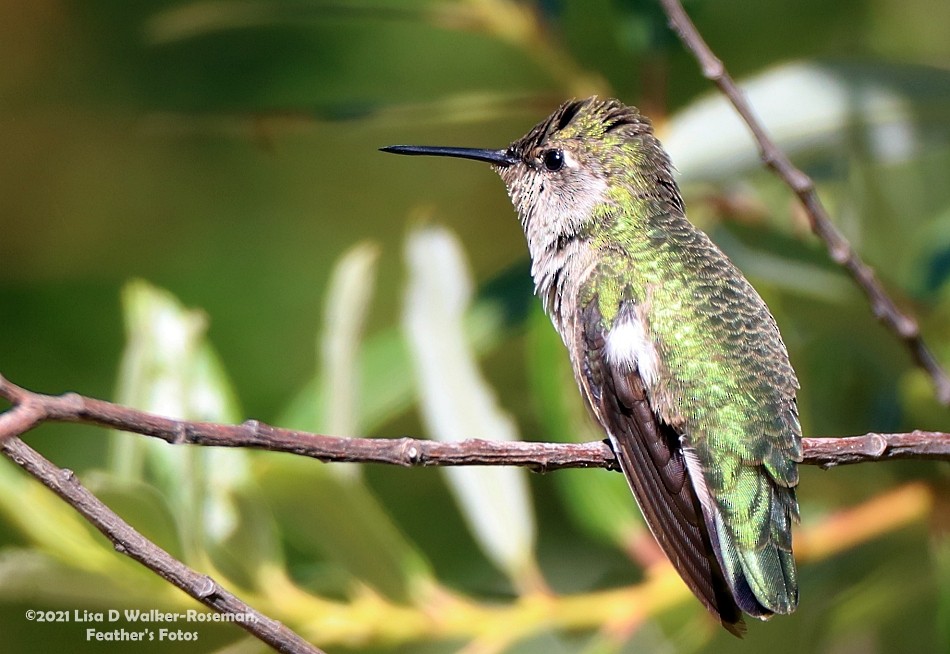 Anna's Hummingbird - ML354103891