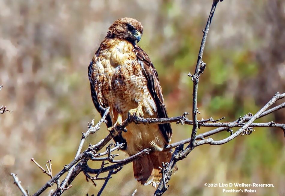 Red-tailed Hawk - ML354103911