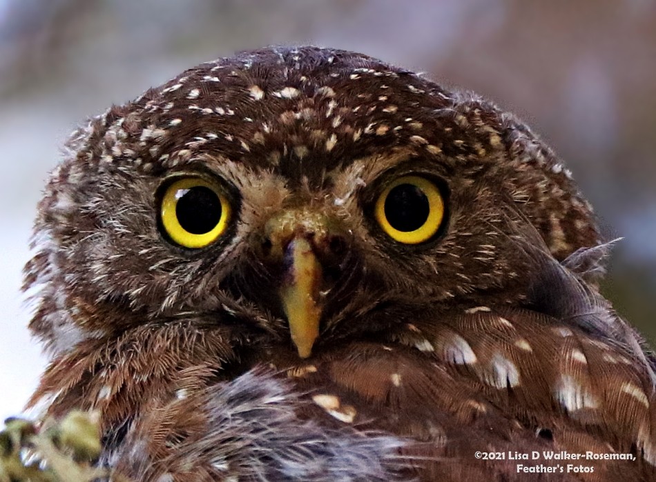 Northern Pygmy-Owl - ML354104001