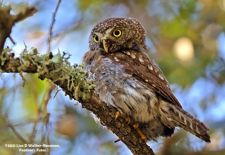 Northern Pygmy-Owl - ML354104011