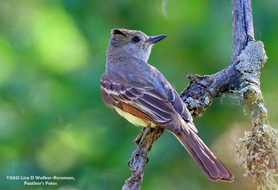 Ash-throated Flycatcher - ML354104141