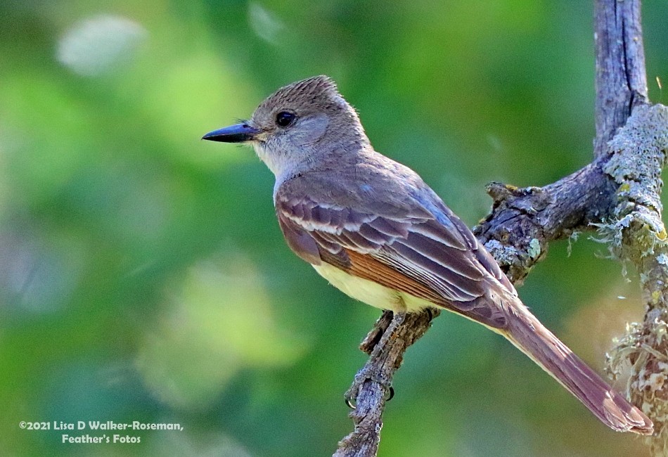 Ash-throated Flycatcher - ML354104151