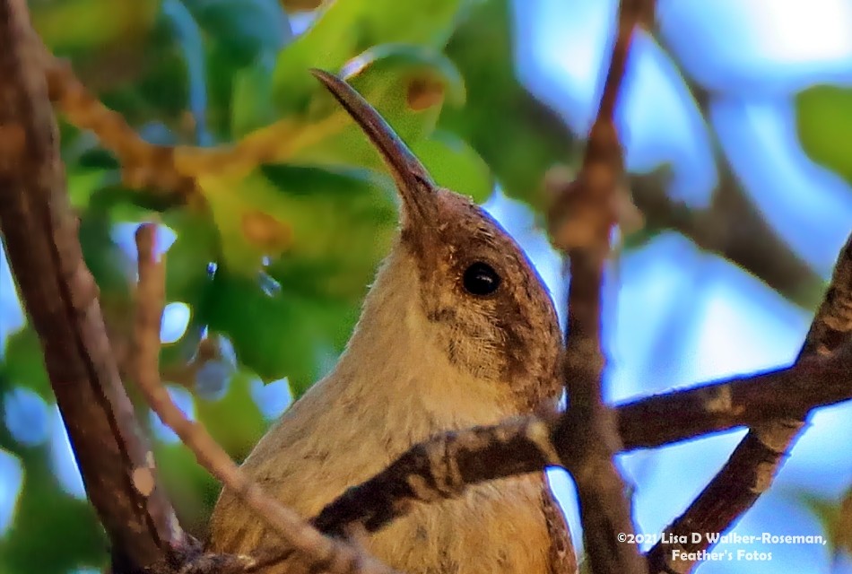 Canyon Wren - ML354104251