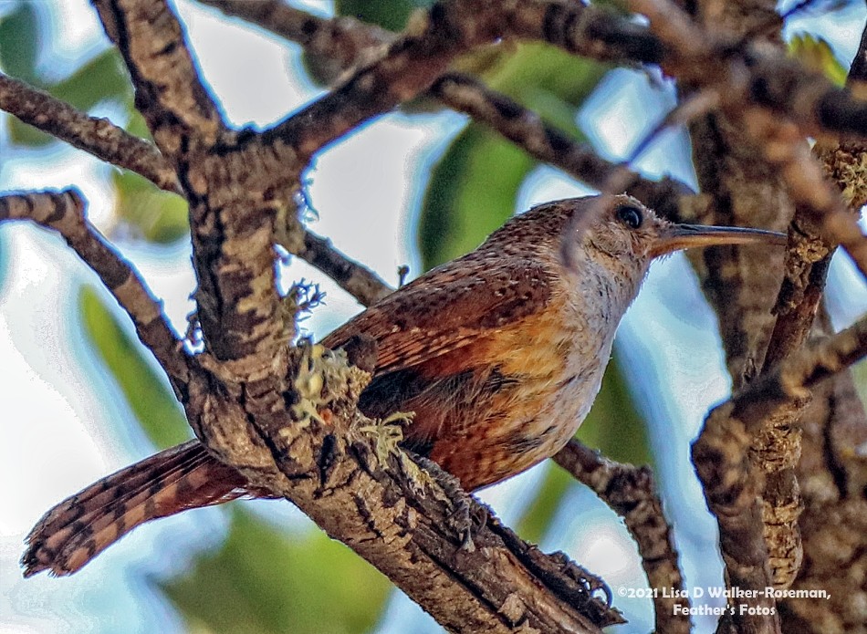 Canyon Wren - Lisa Walker-Roseman