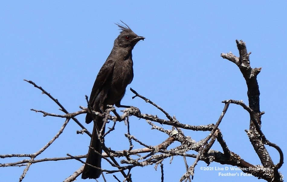 Kara Faynopepla - ML354104291