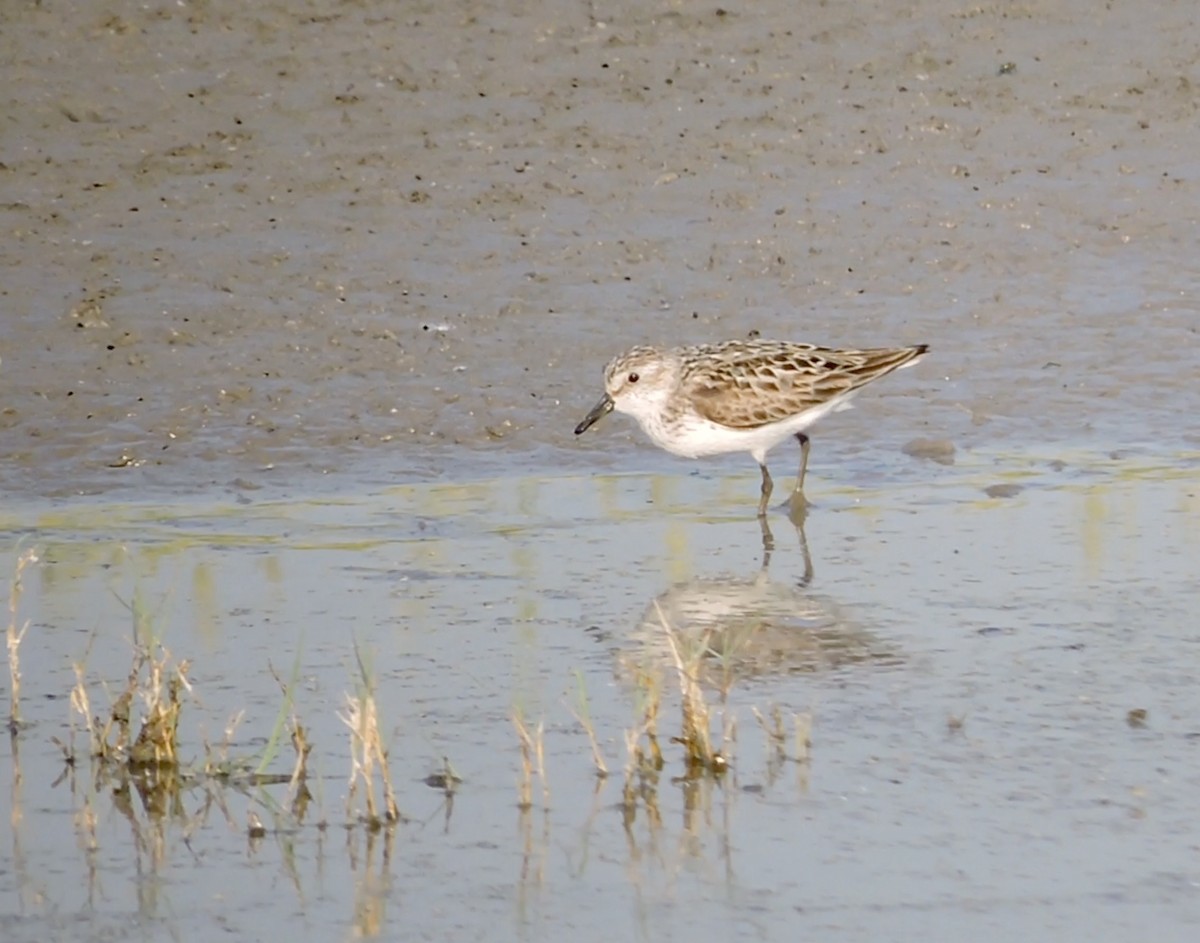 Semipalmated Sandpiper - Daniel Casey