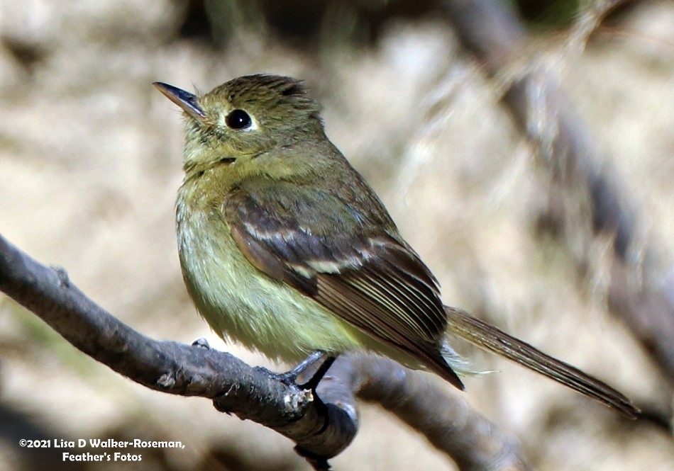 Western Flycatcher (Pacific-slope) - Lisa Walker-Roseman