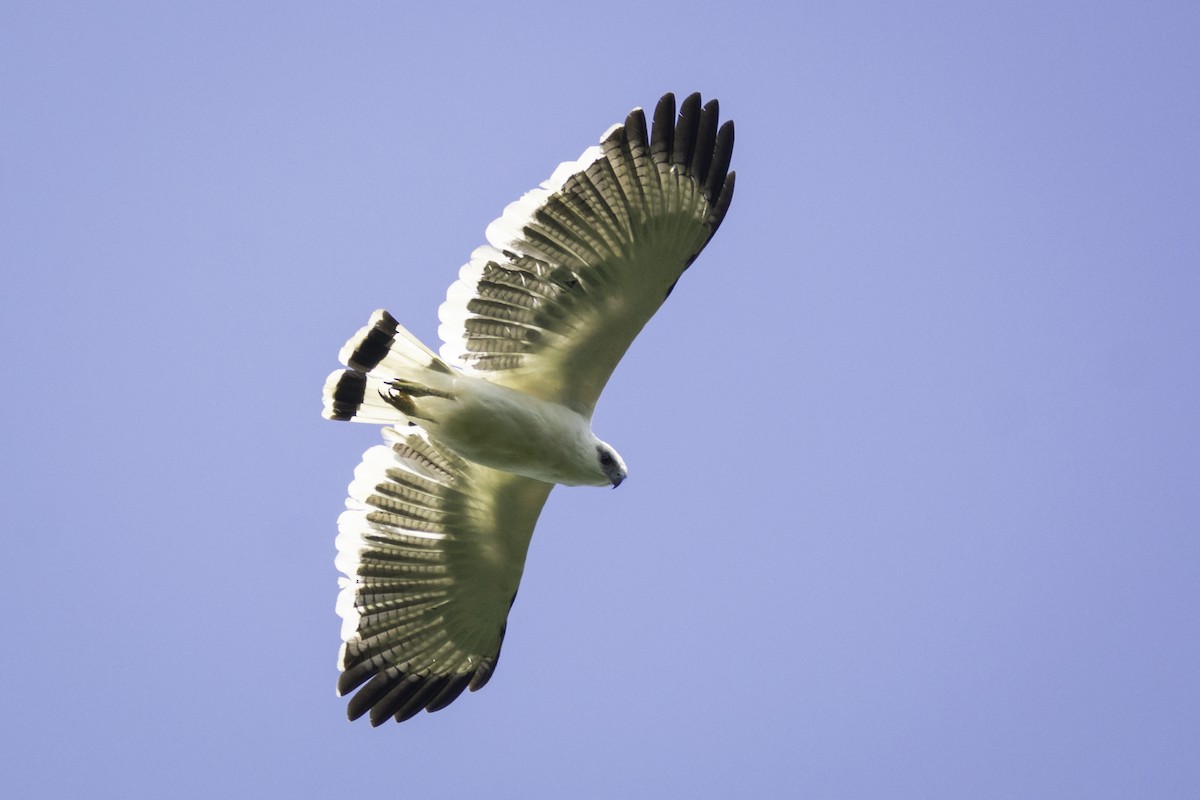 White Hawk - Moises Rodriguez