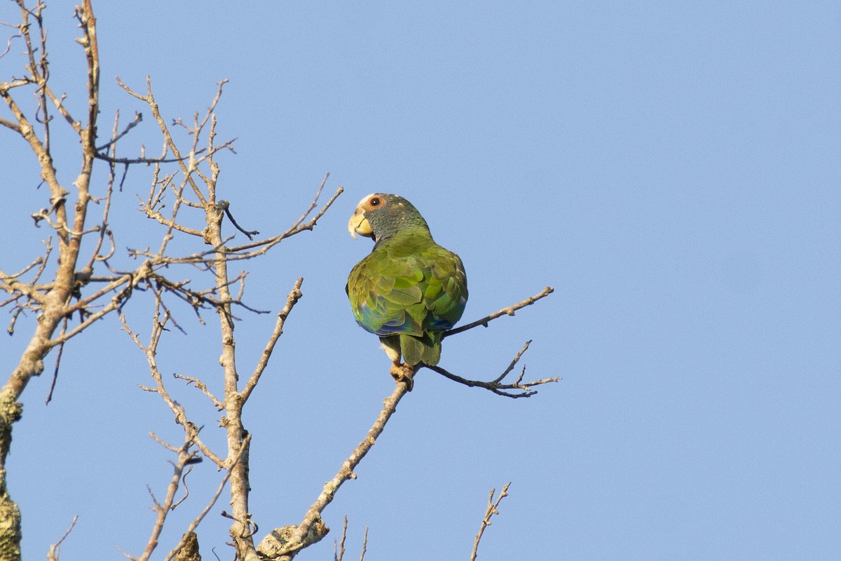 White-crowned Parrot - ML354108011