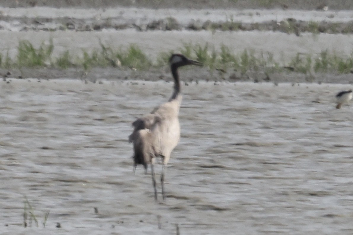 Common Crane - ML354108141