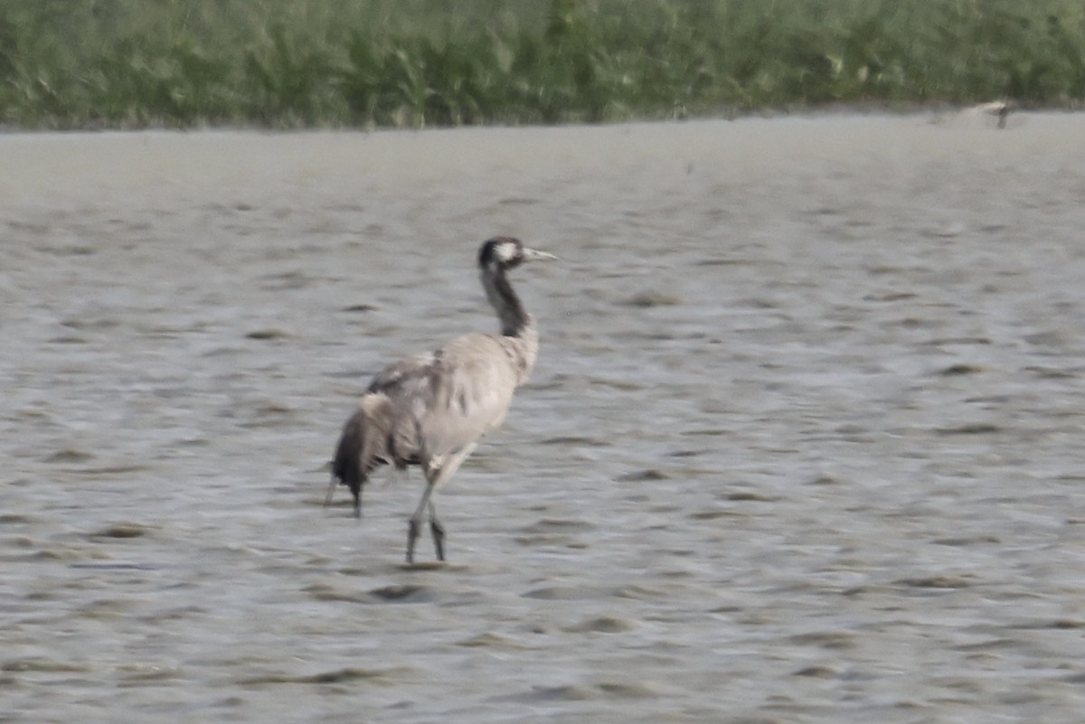 Common Crane - ML354108151