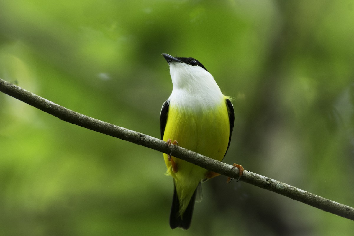 White-collared Manakin - ML354108171