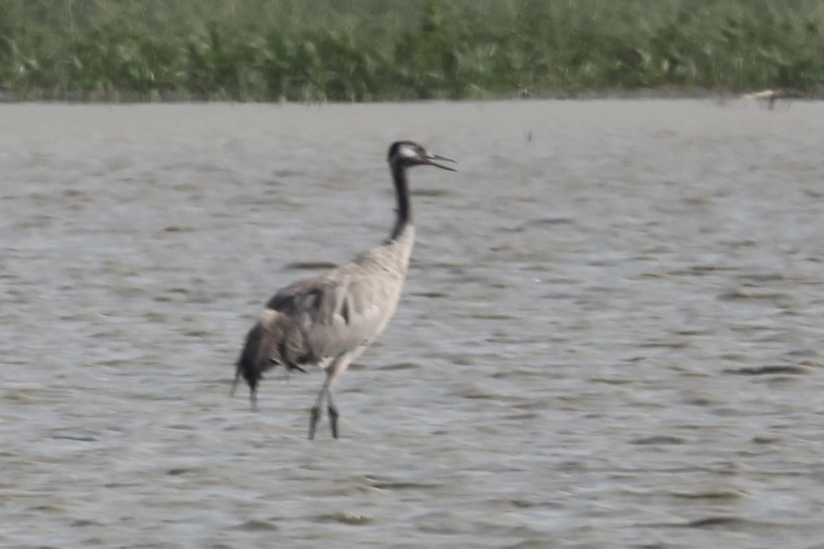 Common Crane - ML354108181