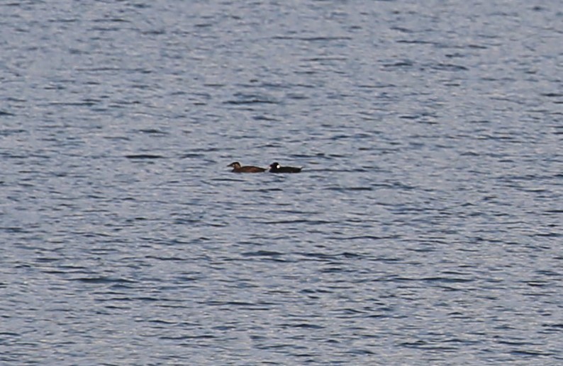 Surf Scoter - ML354108531