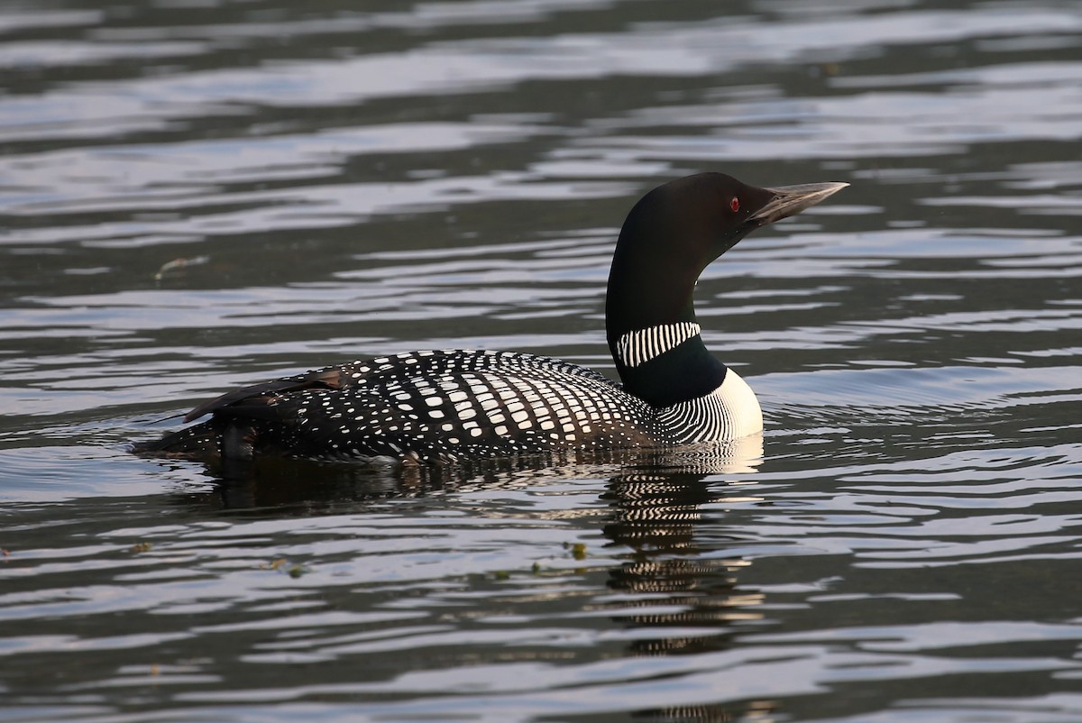 Common Loon - ML354108551