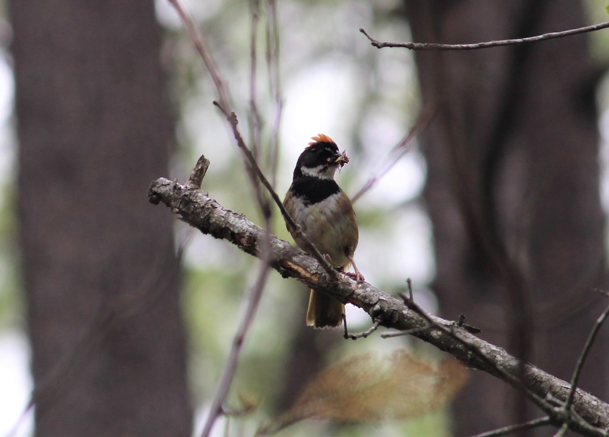 Spotted x Collared Towhee (hybrid) - ML354109711