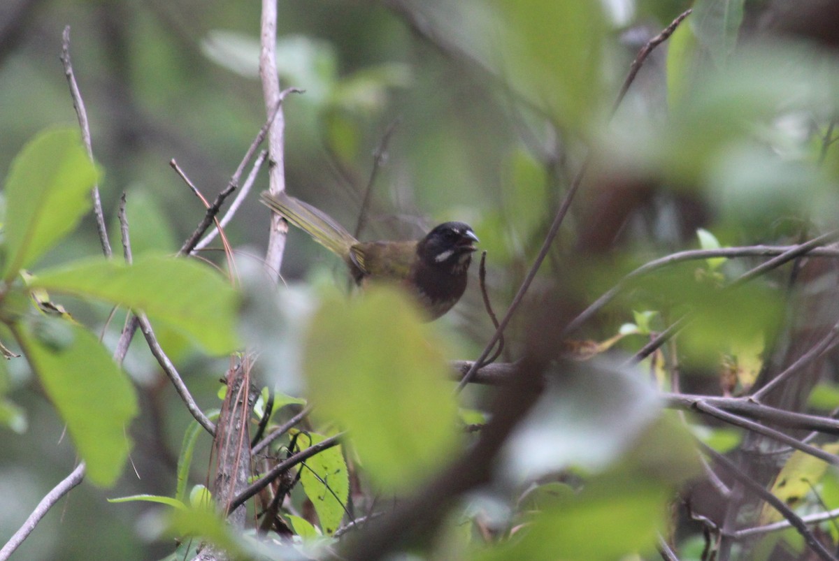 Spotted x Collared Towhee (hybrid) - ML354109731