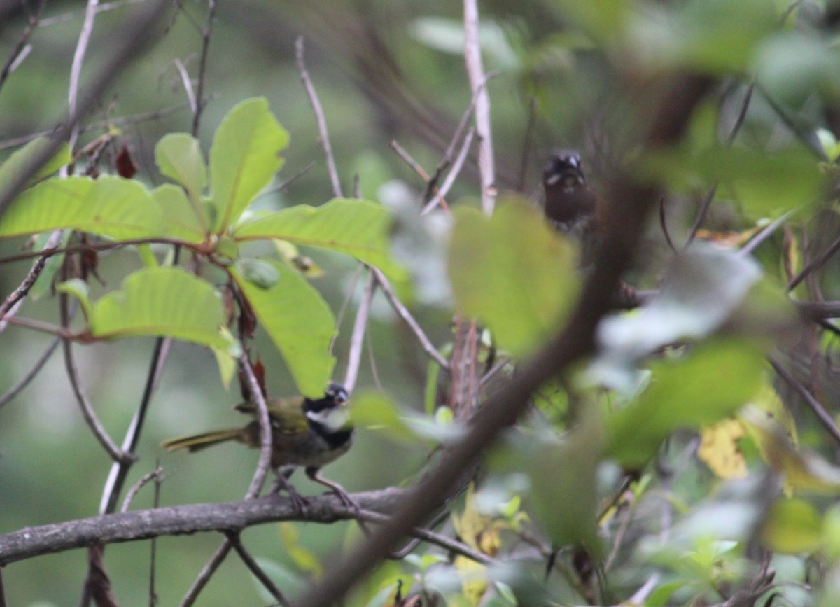 Spotted x Collared Towhee (hybrid) - ML354109771