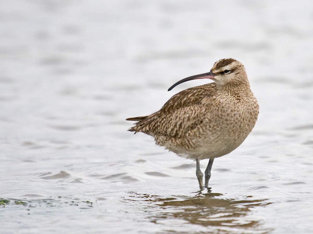 Whimbrel - ML35410981